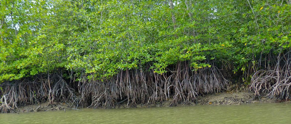 Virtual-Tree_Mangrove.jpg