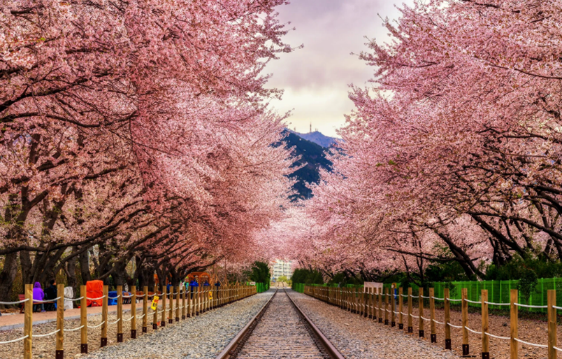 Korea in bloom: Where to catch late spring flowers