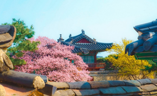 Red plum blossoms by Nakseonjae Hall (Credit: Ploy’s Little Atlas)