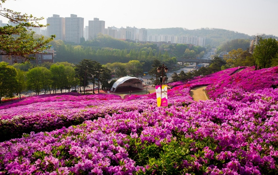 Royal Azalea Hill in Gunpo (Credit: Seoulistic)