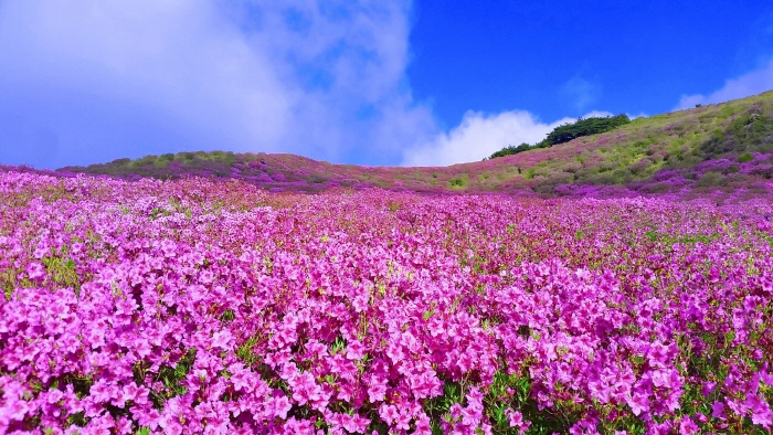 Hwangmaesan County Park in Hapcheon (Credit: Visit Korea)